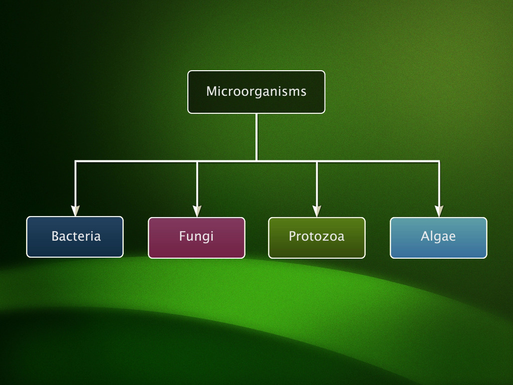 Introduction to Micro-organisms